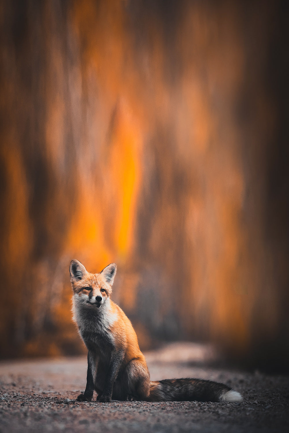 Fox Poster och Canvastavla