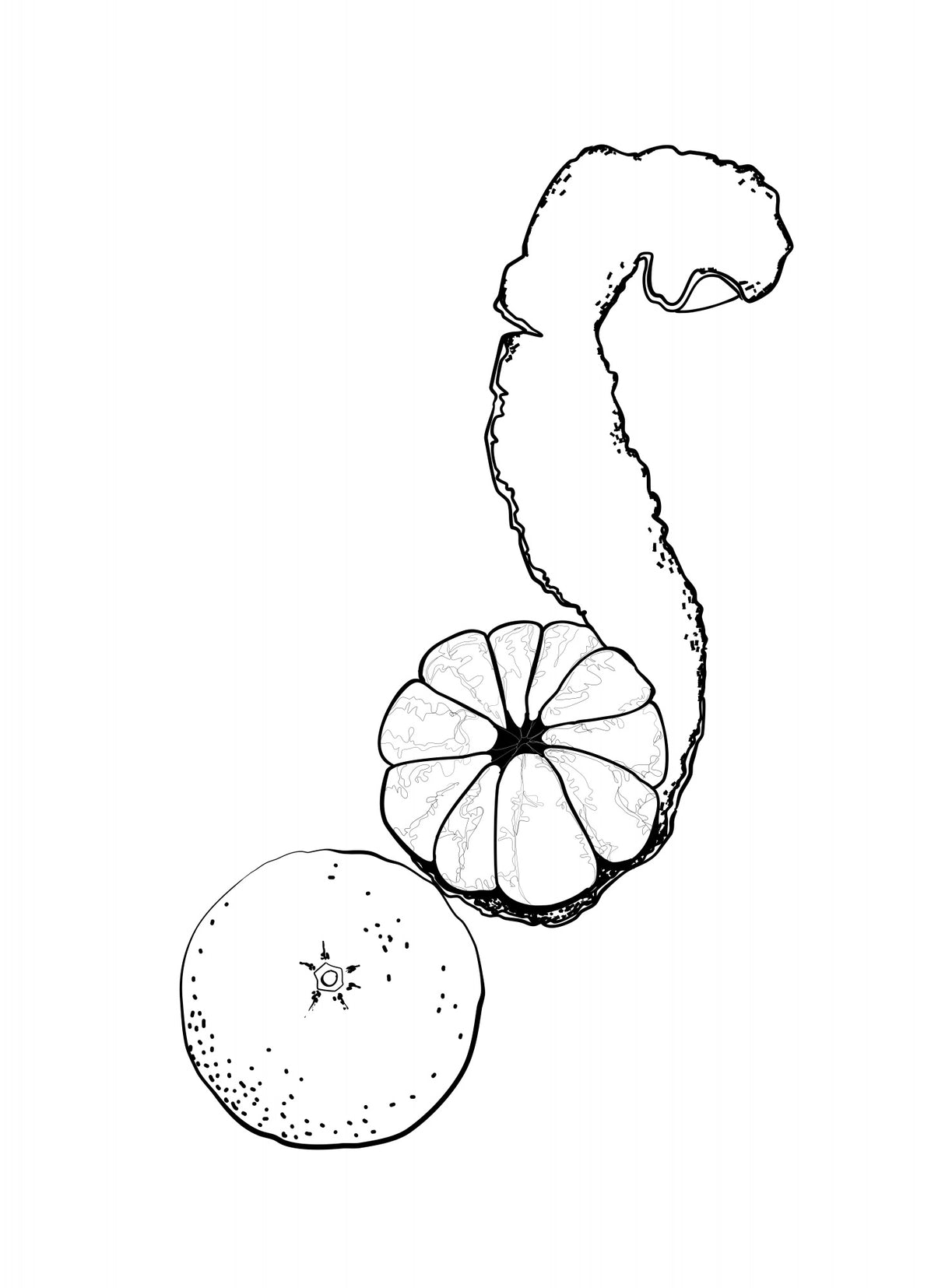 Line art tangerine Poster och Canvastavla