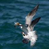 Fight for the Catch Poster och Canvastavla