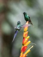 Is it OK to share the flower? Poster och Canvastavla