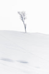 Lonely at Top Poster och Canvastavla