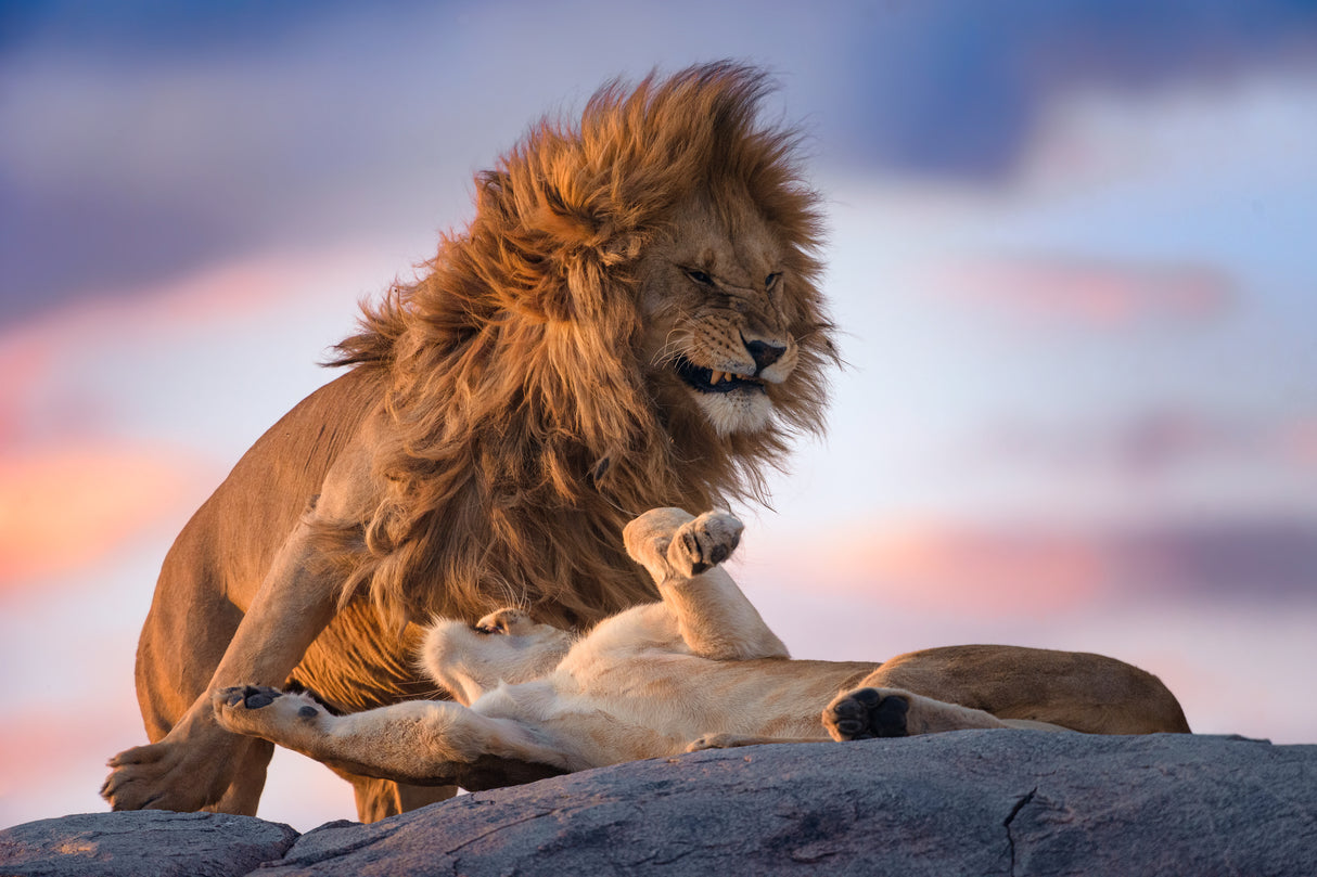 Wild Love Poster och Canvastavla