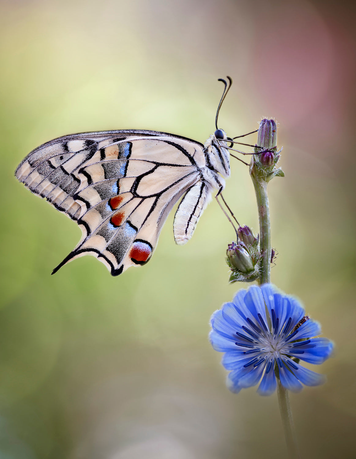 Wild blue Poster och Canvastavla