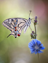 Wild blue Poster och Canvastavla