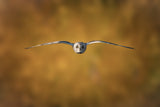 Short-Eared Owl Poster och Canvastavla