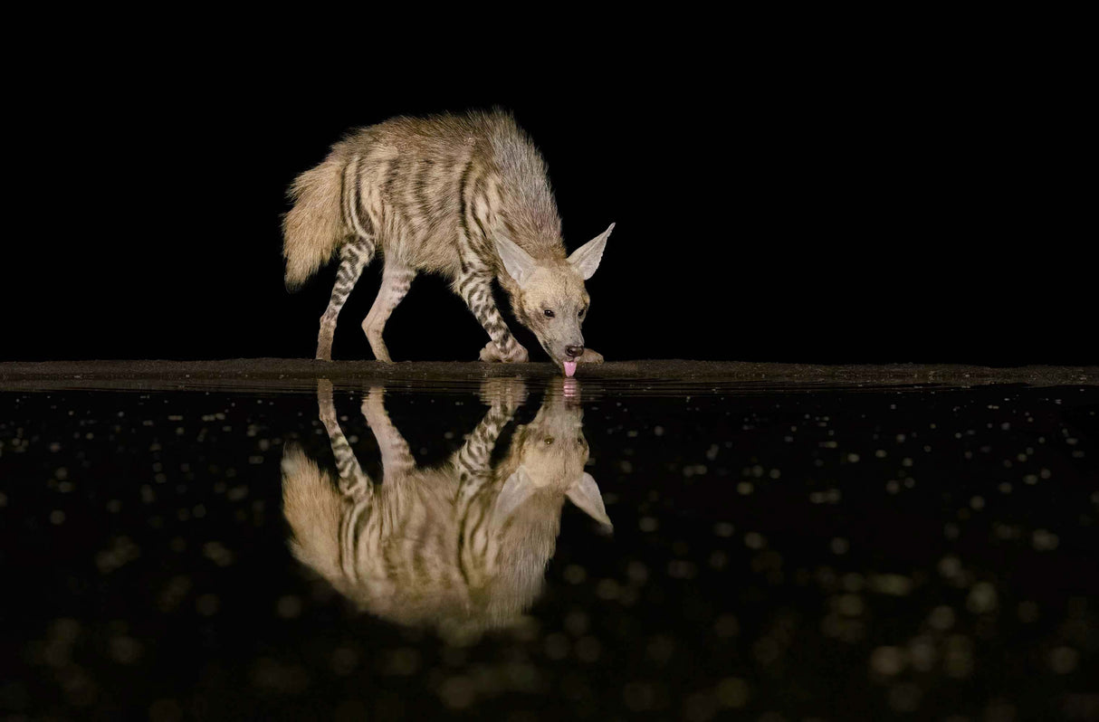 Striped hyena Poster och Canvastavla