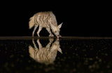 Striped hyena Poster och Canvastavla