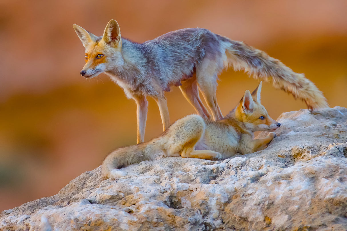 Fox family Poster och Canvastavla