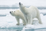 Polar bears, mother and son Poster och Canvastavla