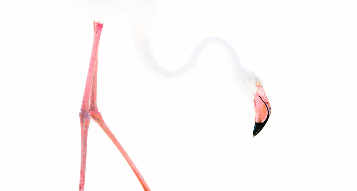 Flamingo graphics Poster och Canvastavla