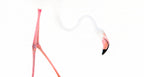 Flamingo graphics Poster och Canvastavla