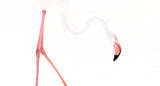 Flamingo graphics Poster och Canvastavla