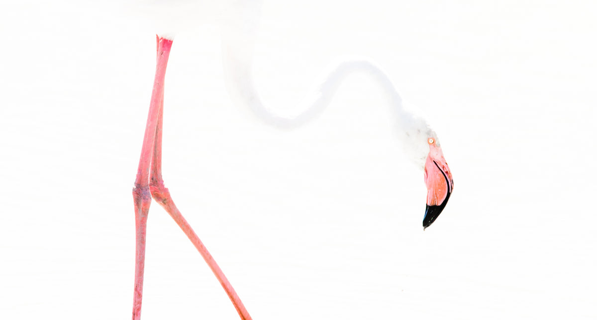 Flamingo graphics Poster och Canvastavla