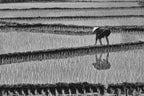 rice planting Poster och Canvastavla