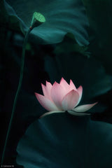 Lotus Flower Poster och Canvastavla