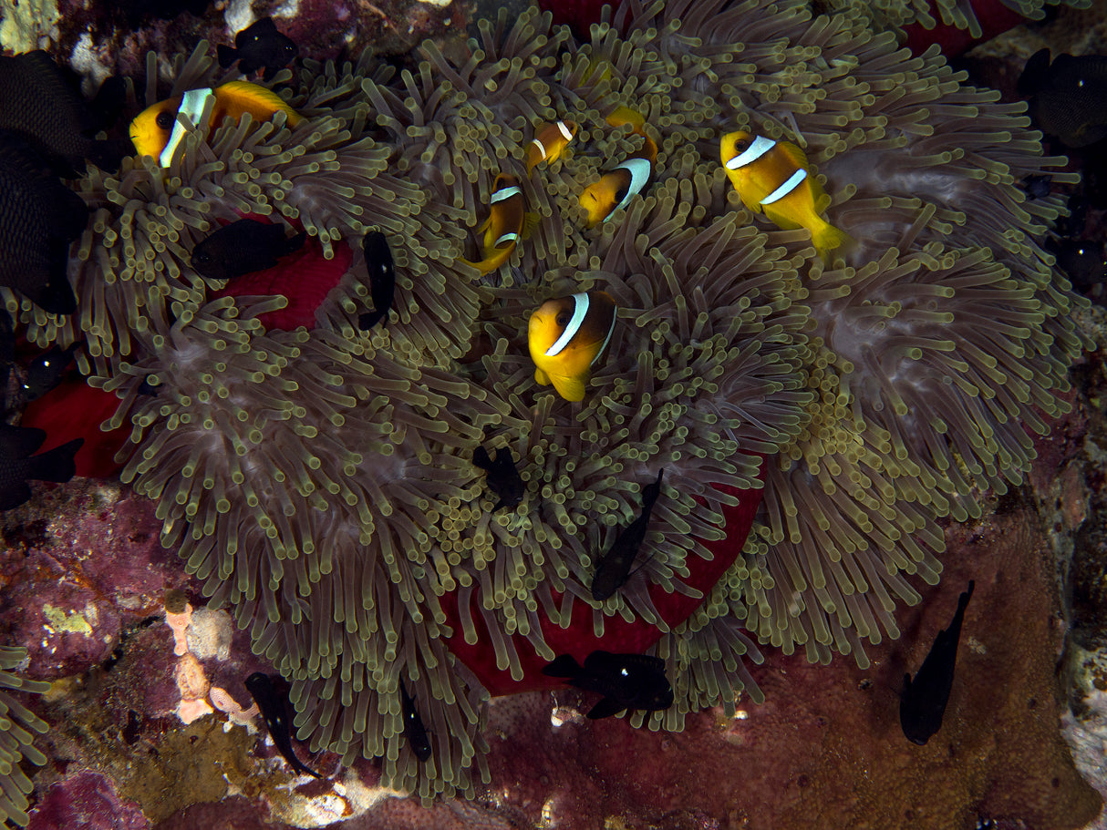 Red Sea Anemone Poster och Canvastavla
