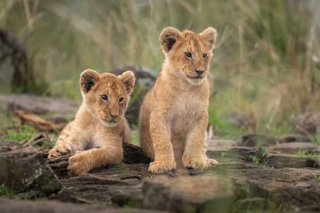 Little lion cubs Poster och Canvastavla