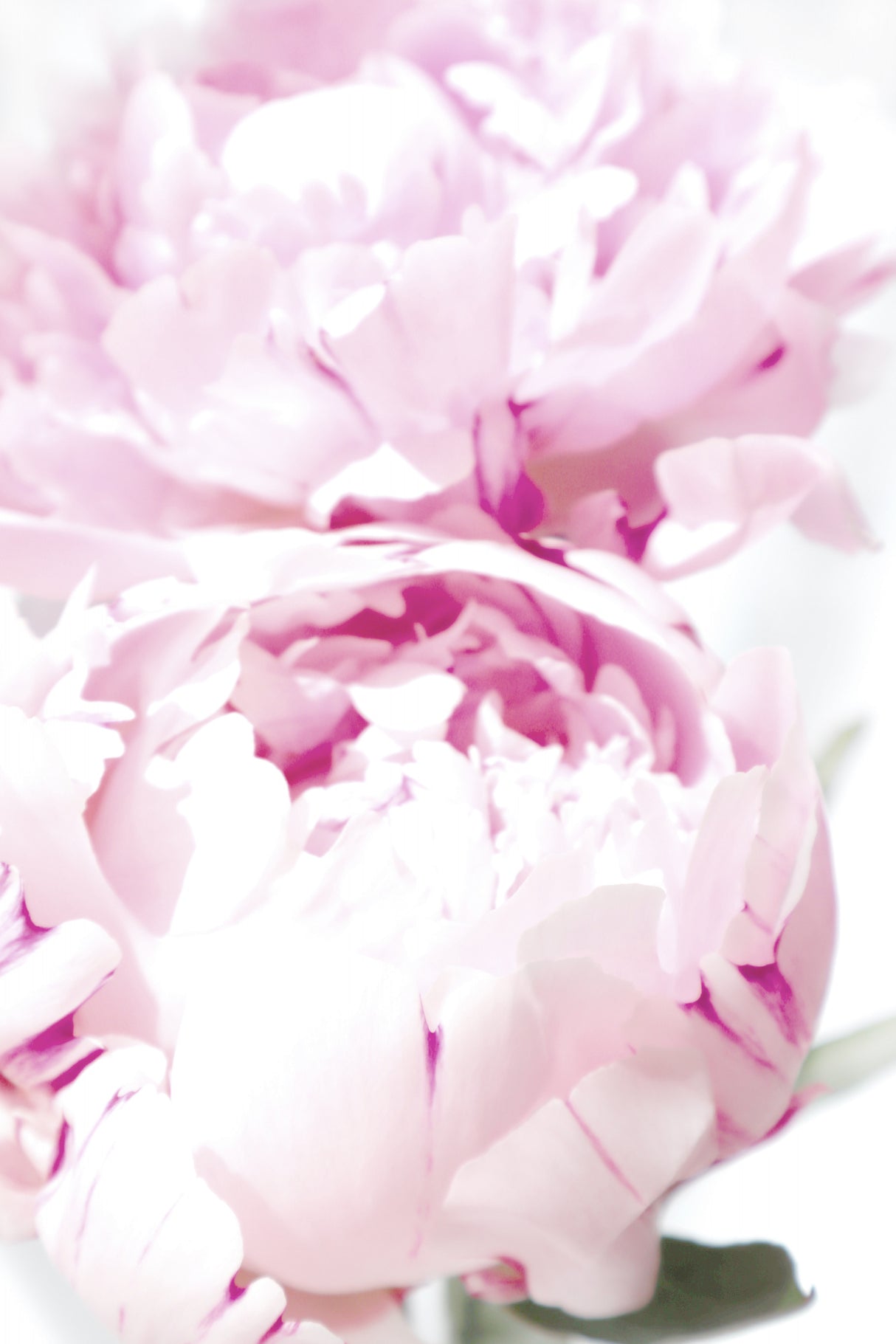Subdued peony X Poster och Canvastavla