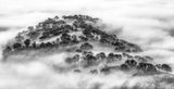 A Foggy Morning Poster och Canvastavla