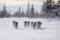 Pack of cloud wolves Poster och Canvastavla