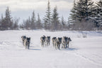 Pack of cloud wolves Poster och Canvastavla