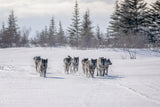 Pack of cloud wolves Poster och Canvastavla