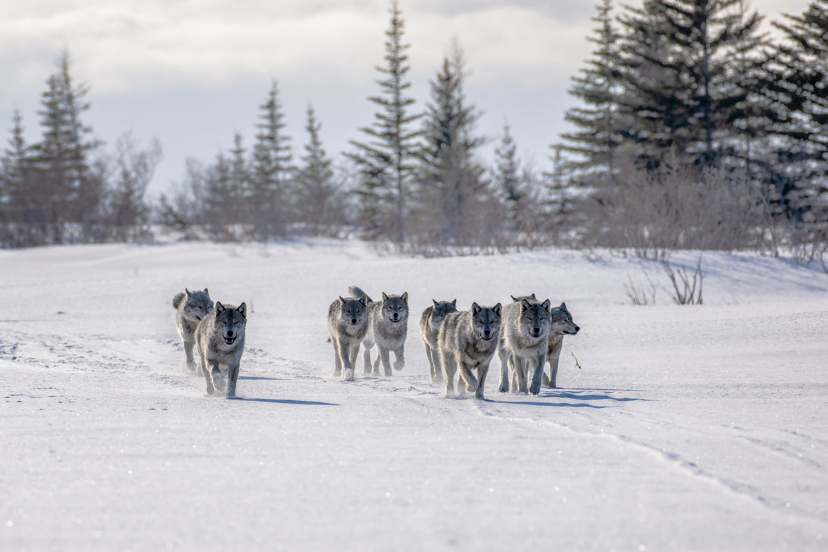Pack of cloud wolves Poster och Canvastavla