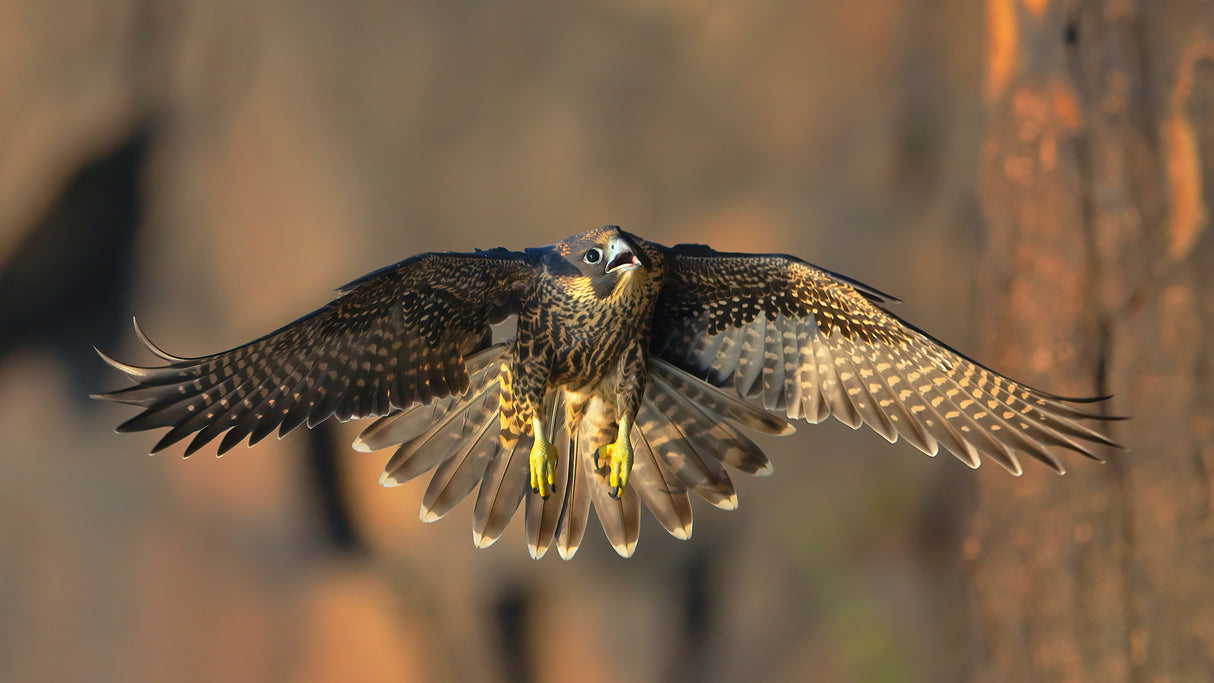Peregrine Falcon Poster och Canvastavla