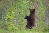 Relax in the forest Poster och Canvastavla