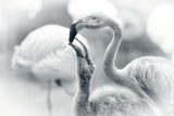 FEEDING .... Poster och Canvastavla