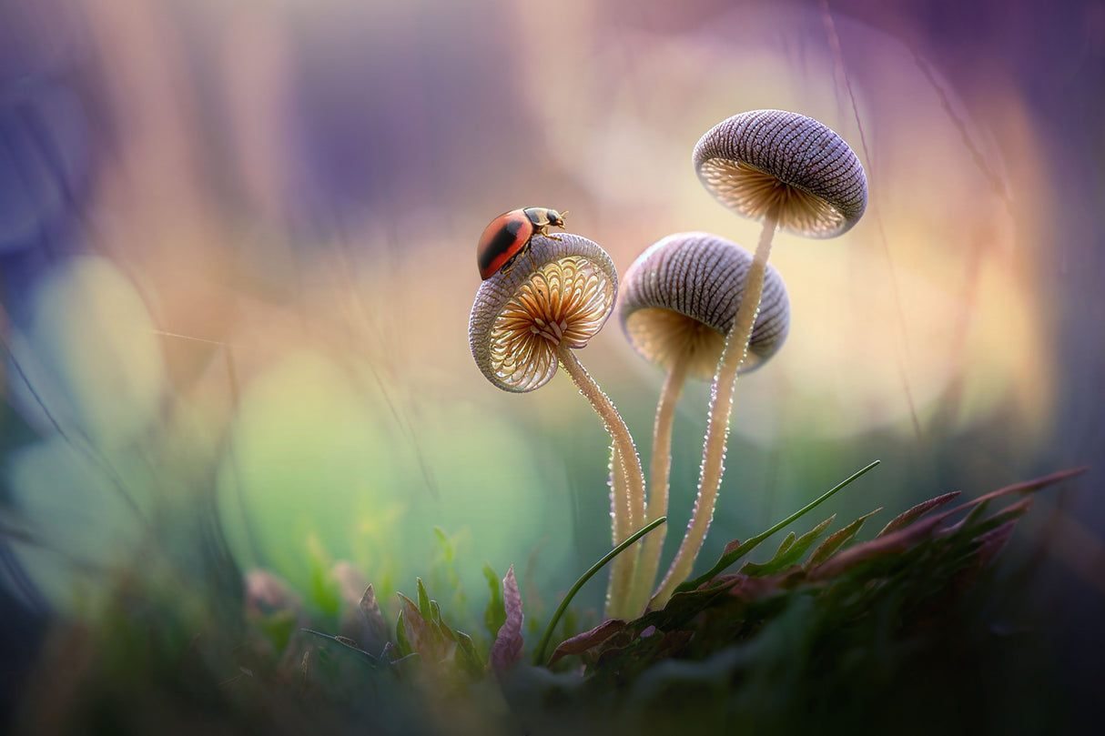 Mushroom with Ladybug Poster och Canvastavla