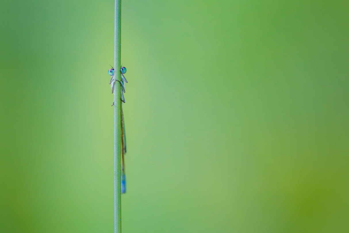 Look into my eyes. Damselfly Poster och Canvastavla