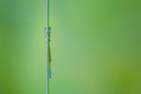 Look into my eyes. Damselfly Poster och Canvastavla