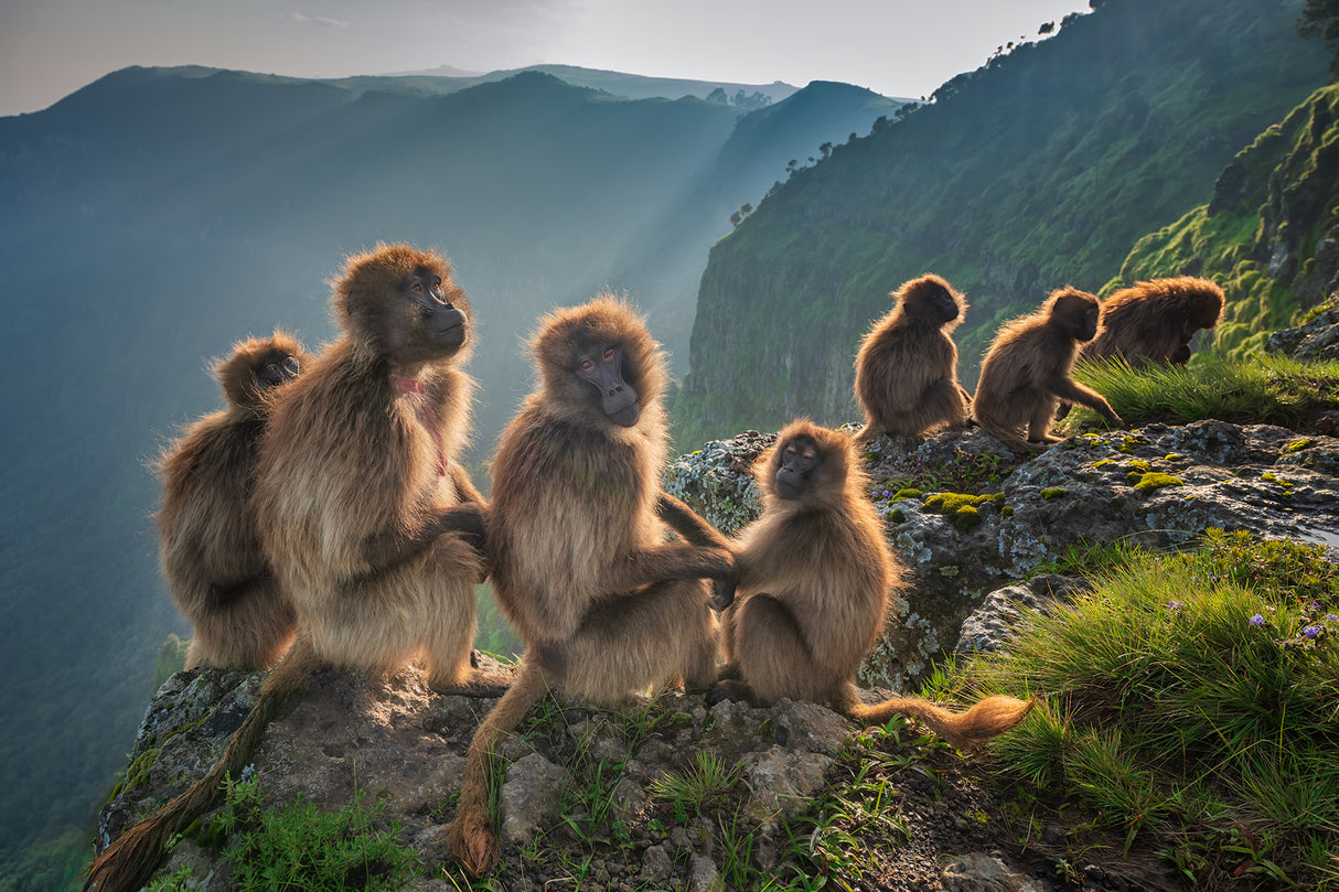 Geladas on the edge Poster och Canvastavla