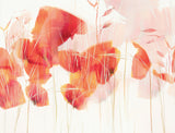 Modern poppies Poster och Canvastavla