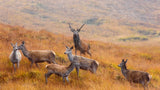 The guardian of the moorland Poster och Canvastavla