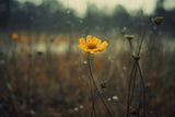 Yellow Flower Poster och Canvastavla