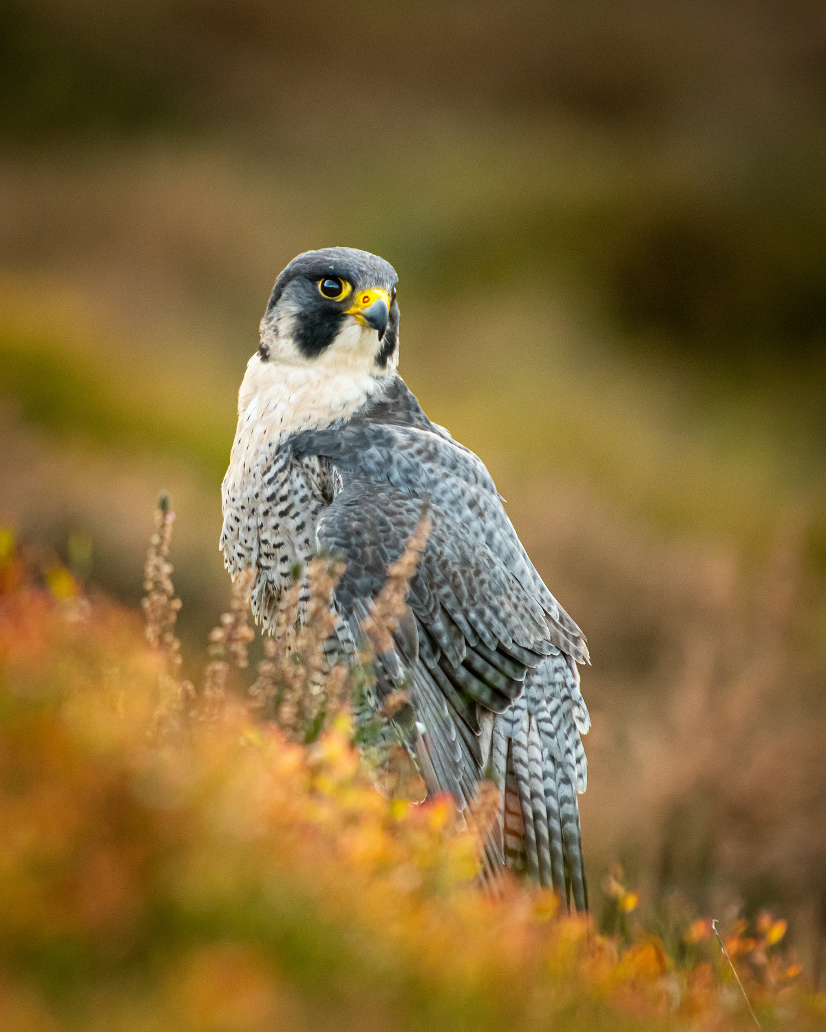 Peregrine in Heather Poster och Canvastavla