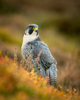 Peregrine in Heather Poster och Canvastavla