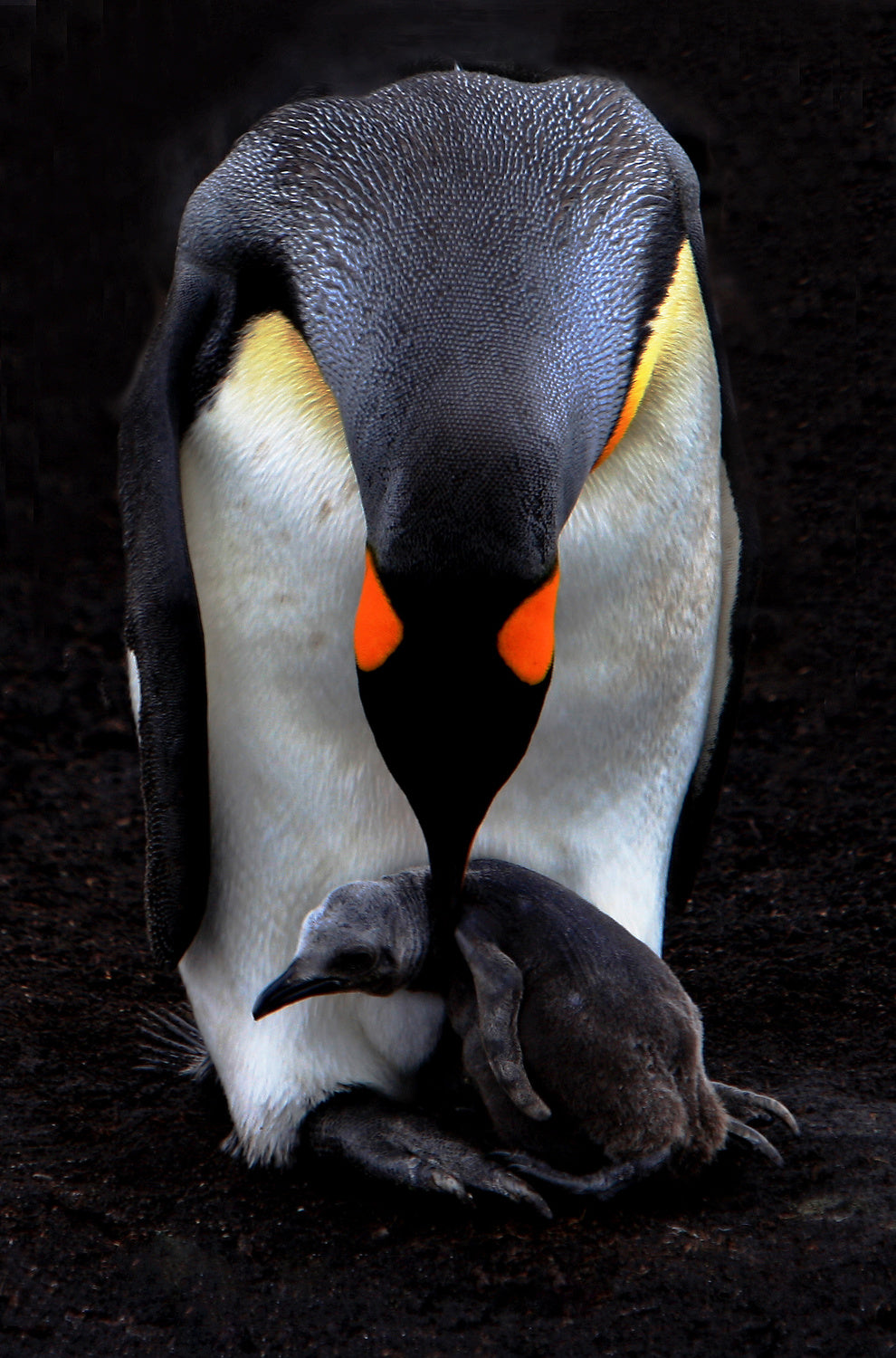 Mother and Baby Poster och Canvastavla