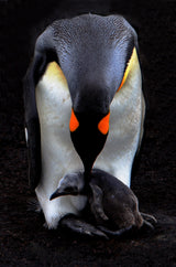 Mother and Baby Poster och Canvastavla