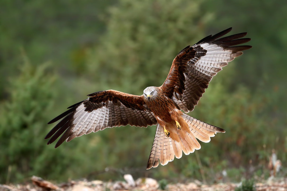 The wings of the red kite Poster och Canvastavla