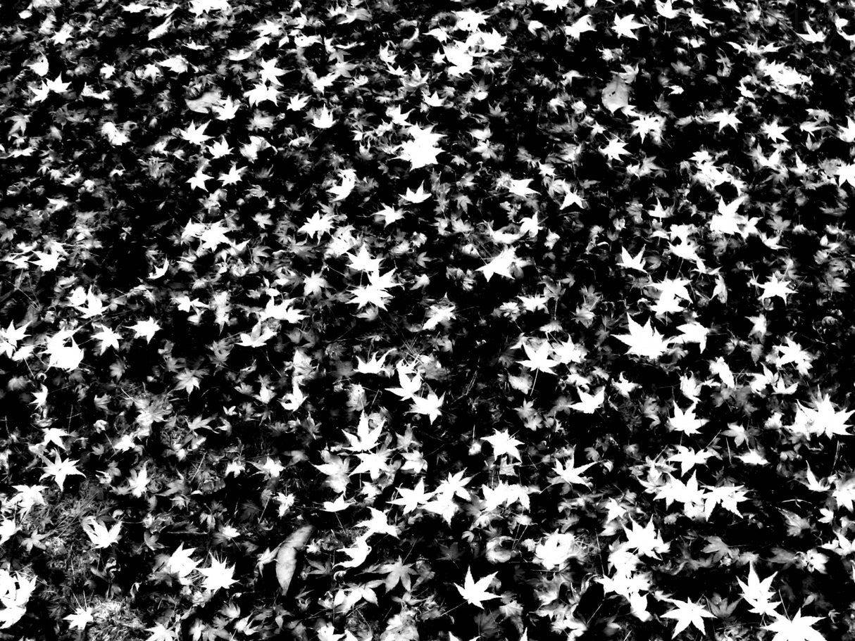 Autumn Sad Song Poster och Canvastavla