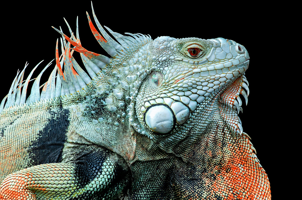 The Iguana Poster och Canvastavla