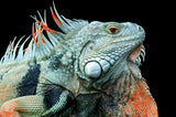 The Iguana Poster och Canvastavla