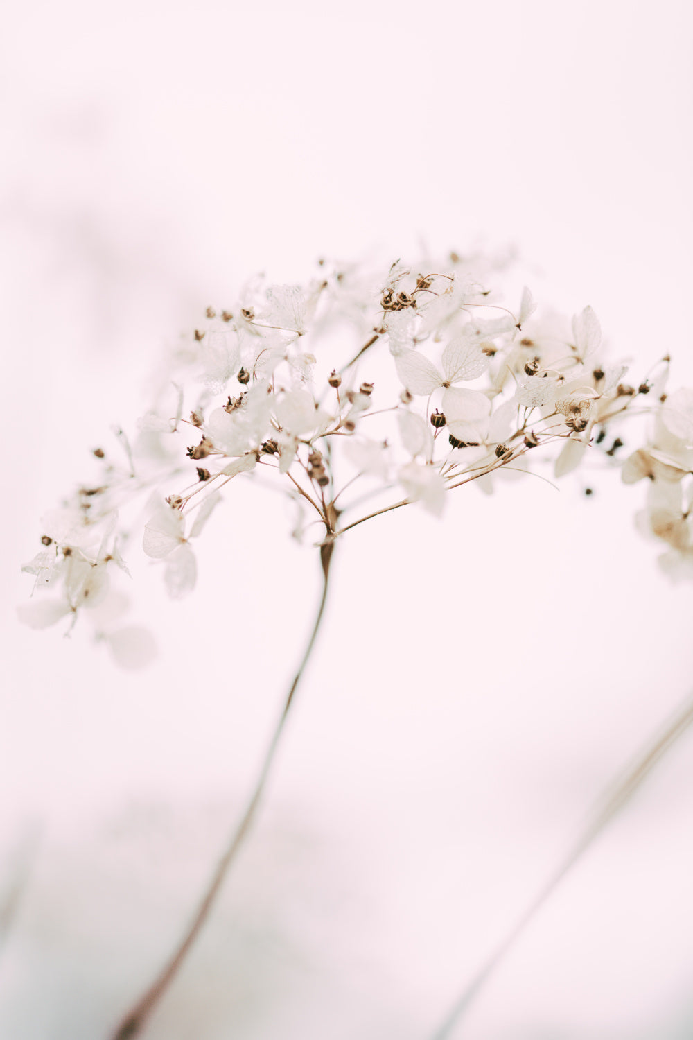 Soft dried flower_pink Poster och Canvastavla