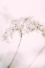 Soft dried flower_pink Poster och Canvastavla