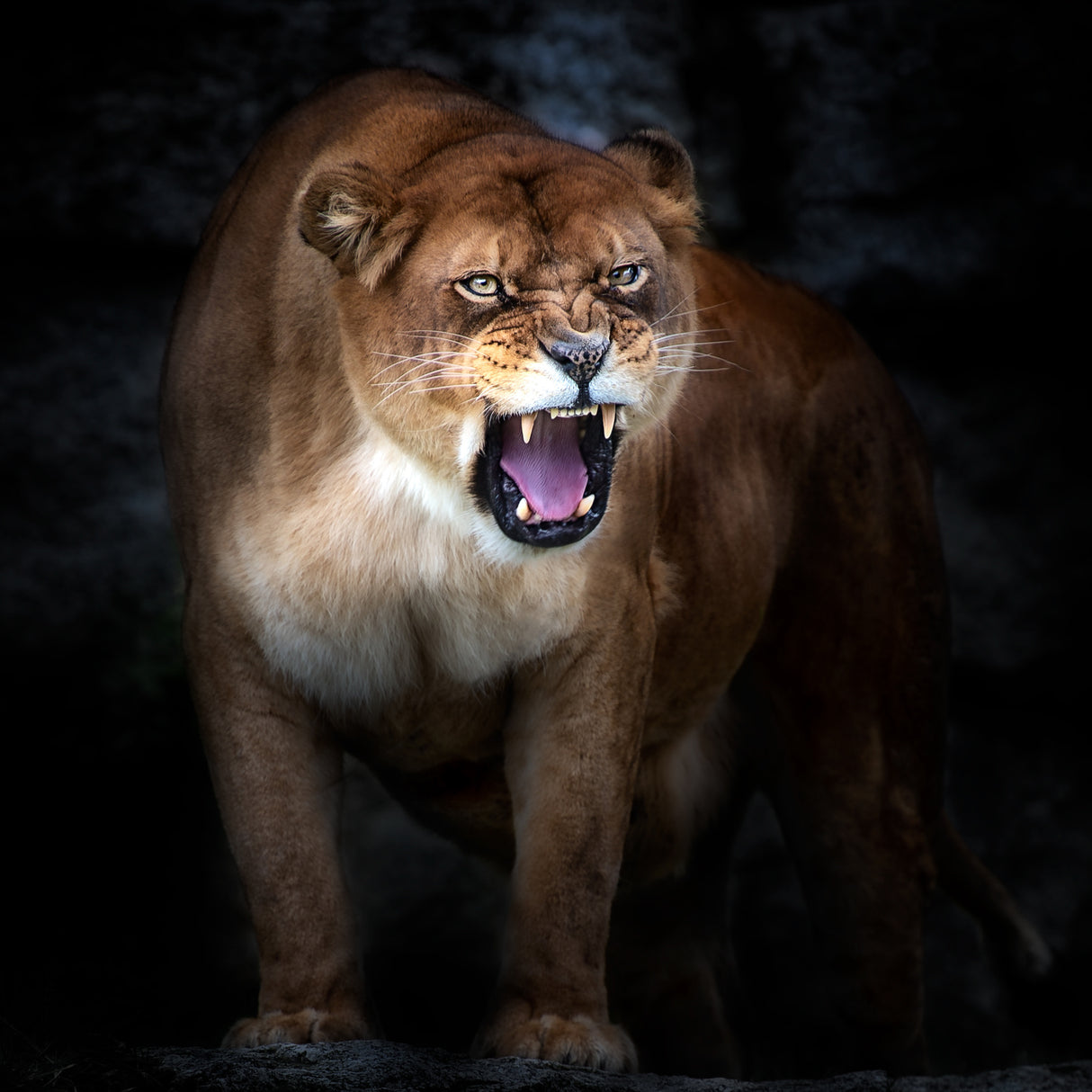 Lion portrait Poster och Canvastavla