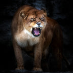 Lion portrait Poster och Canvastavla