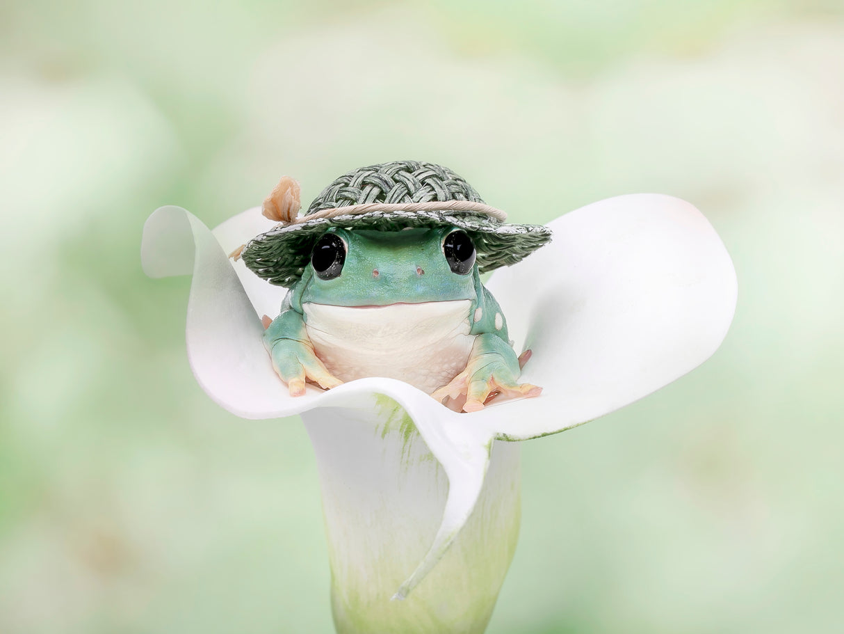 White's Tree Frog Dressed to Go Out Poster och Canvastavla